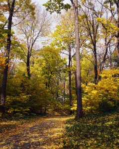 Walking Path through Autumn Forest